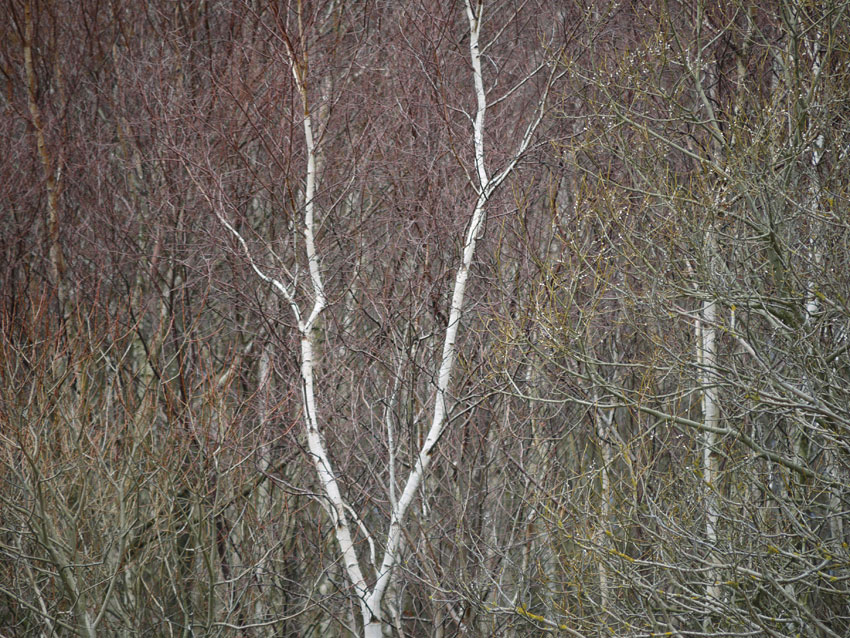 Birch and willow08.jpg